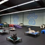 Everything You Need to Know About Dog Boarding at Woof Woof Pet Resort