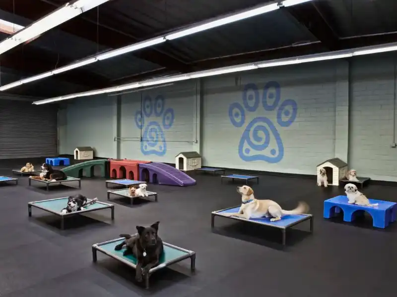 Everything You Need to Know About Dog Boarding at Woof Woof Pet Resort