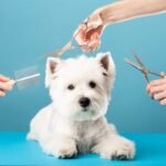 Why Professional Dog Grooming at Woof Woof Pet Resort Is More Than Just a Haircut