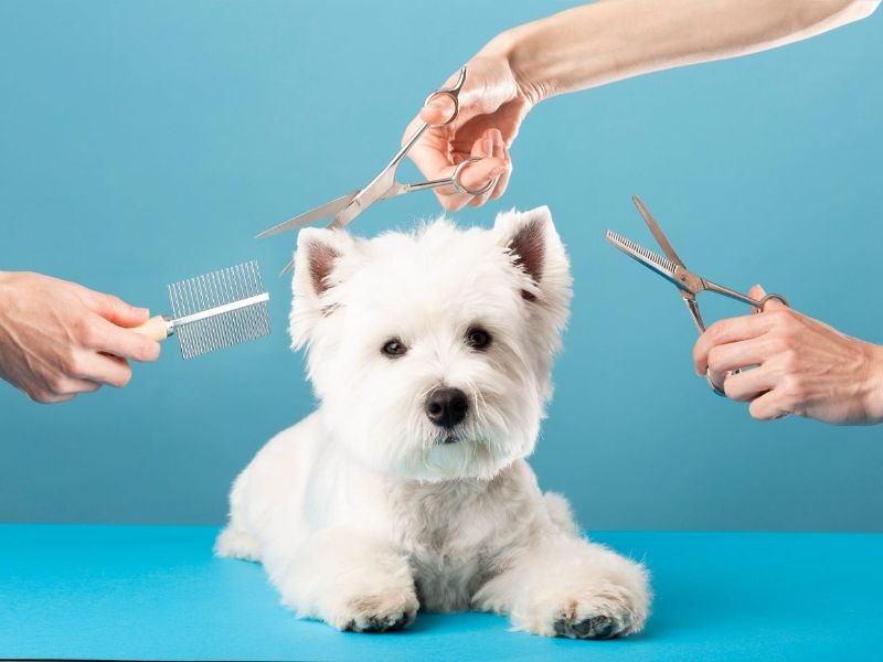 Why Professional Dog Grooming at Woof Woof Pet Resort Is More Than Just a Haircut