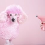 More Than a Pretty Pup: How Regular Grooming Boosts Your Dog’s Health and Happiness