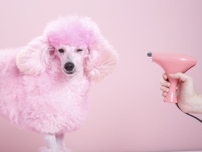 More Than a Pretty Pup: How Regular Grooming Boosts Your Dog’s Health and Happiness