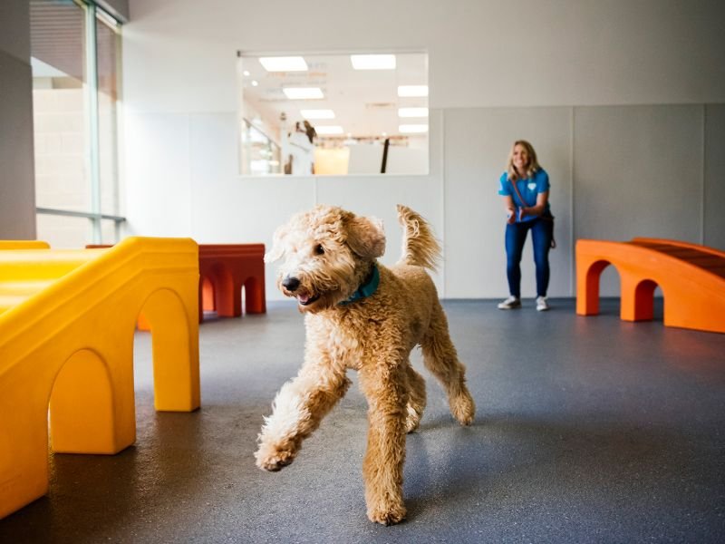 The Benefits of Dog Daycare and Boarding: Why Woof Woof Pet Resort Is a Game Changer for Pet Parents