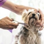 Pet Grooming Essentials Every Owner Should Know