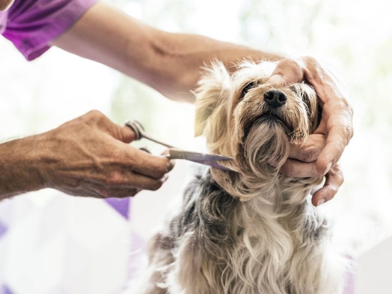 Pet Grooming Essentials Every Owner Should Know
