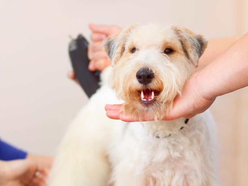How Pet Grooming Improves Your Dog’s Health