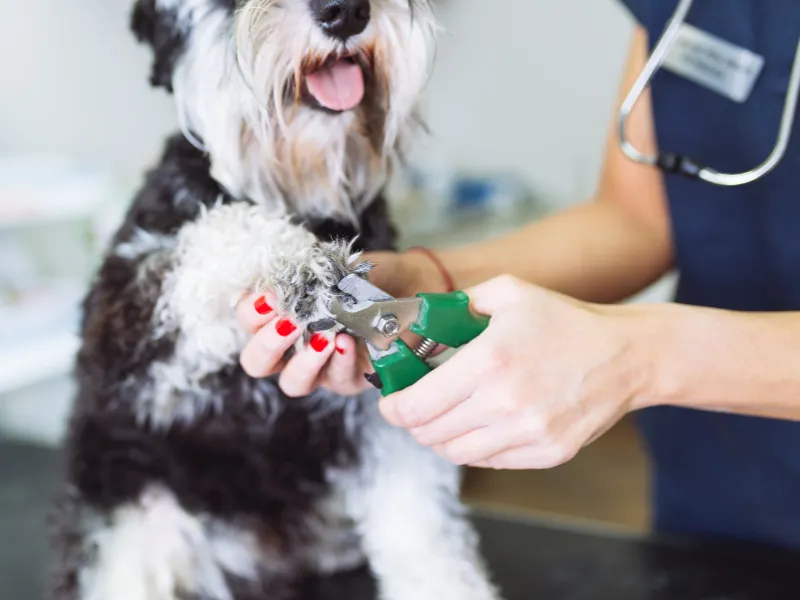 The Importance of Nail Trimming in Pet Grooming