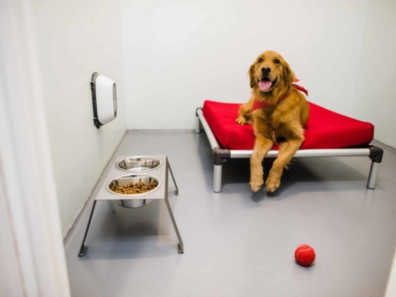 Safety Protocols in Our Pet Boarding Services