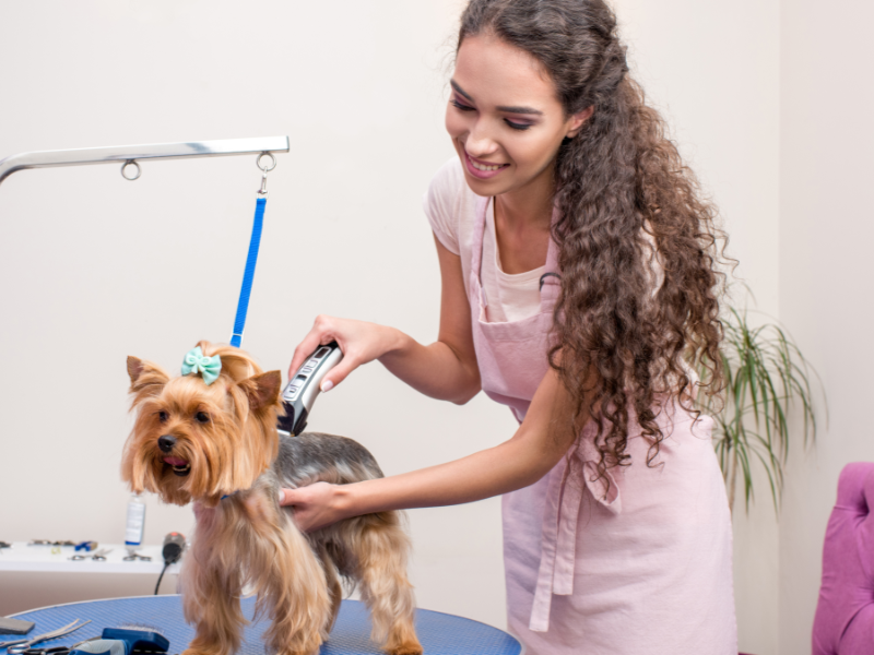 How Professional Groomers Handle Nervous Dogs