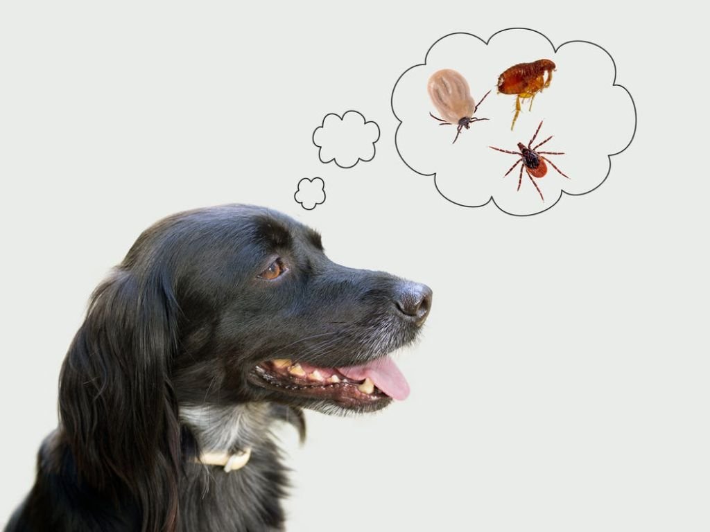 How Dog Grooming Helps Prevent Fleas and Ticks