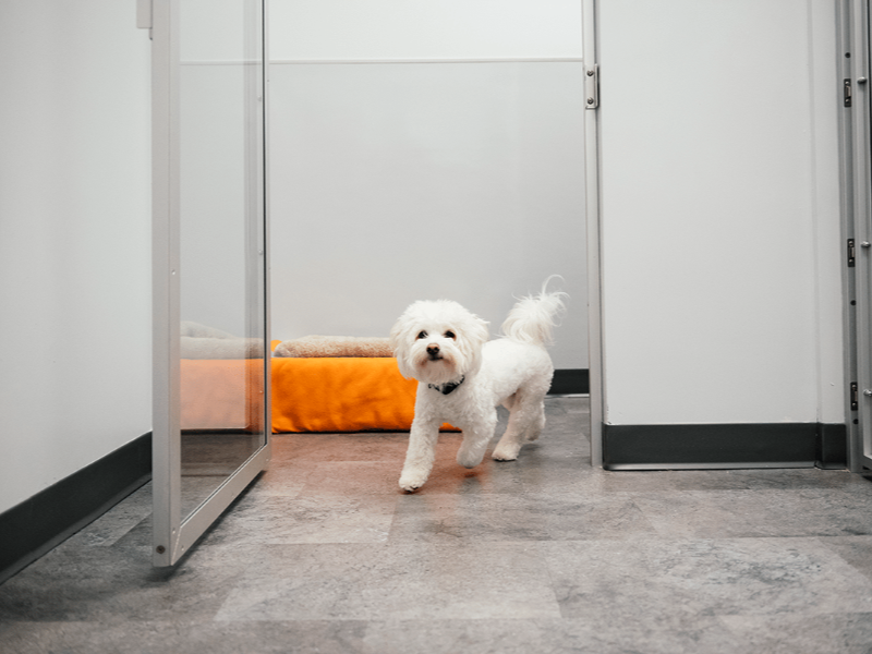Why Dog Boarding is a Vacation for Your Pet