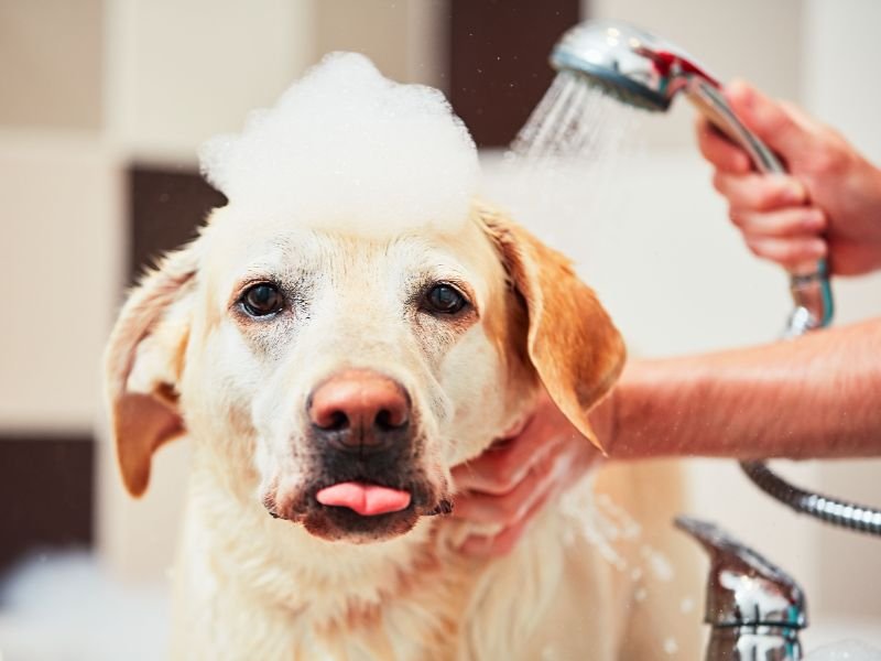 Best Shampoos for Professional Dog Washing
