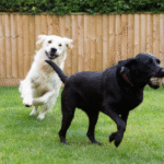 How Boarding Builds Confidence in Nervous or Anxious Dogs