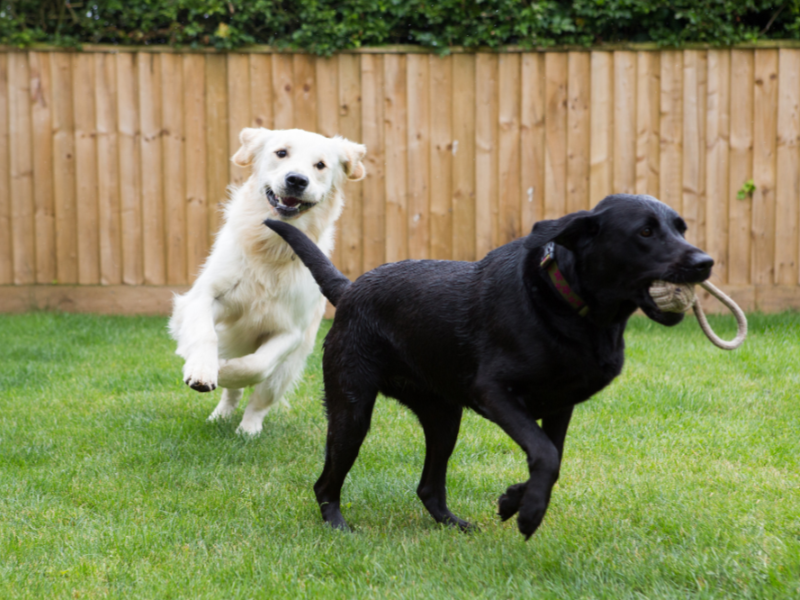 How Boarding Builds Confidence in Nervous or Anxious Dogs