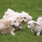 Why Social Dogs Thrive in Daycare Environments
