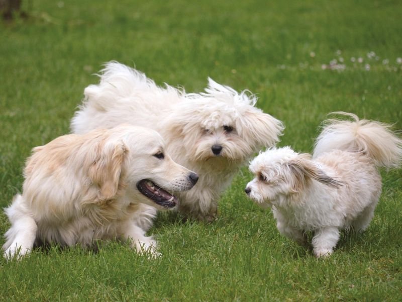 Why Social Dogs Thrive in Daycare Environments
