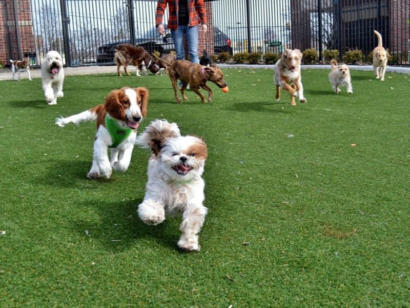 Hutchinson’s Choice for Premium Pet Care