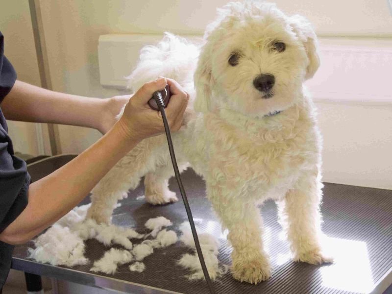 How Professional Groomers Handle Nervous Dogs