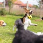 Why Pet Boarding Is Safer Than Leaving Pets Alone at Home