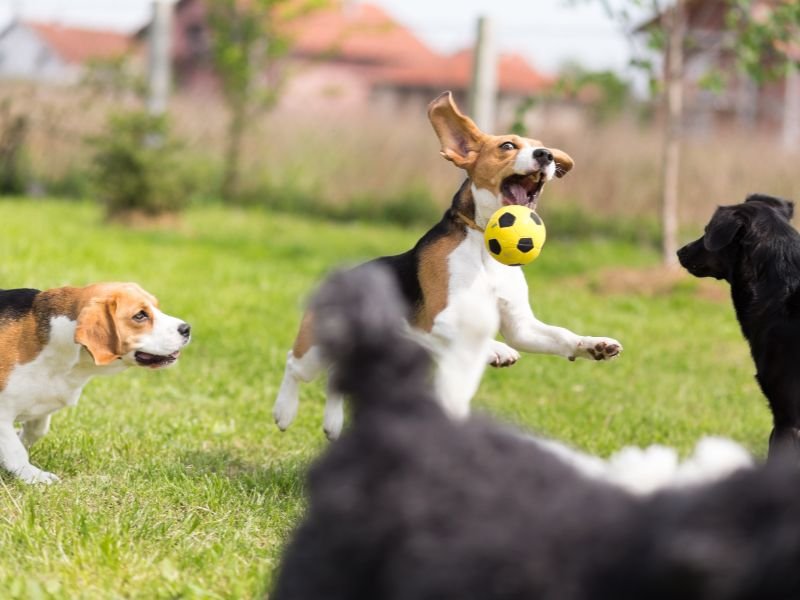 Why Pet Boarding Is Safer Than Leaving Pets Alone at Home