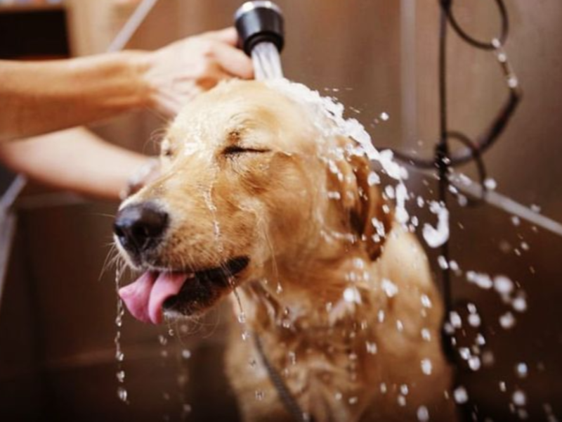 How Regular Dog Washing Keeps Allergies Under Control
