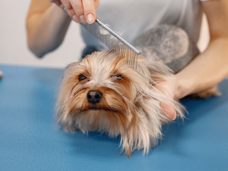 Combining Pet Grooming with Dog Daycare for a Full-Service Experience