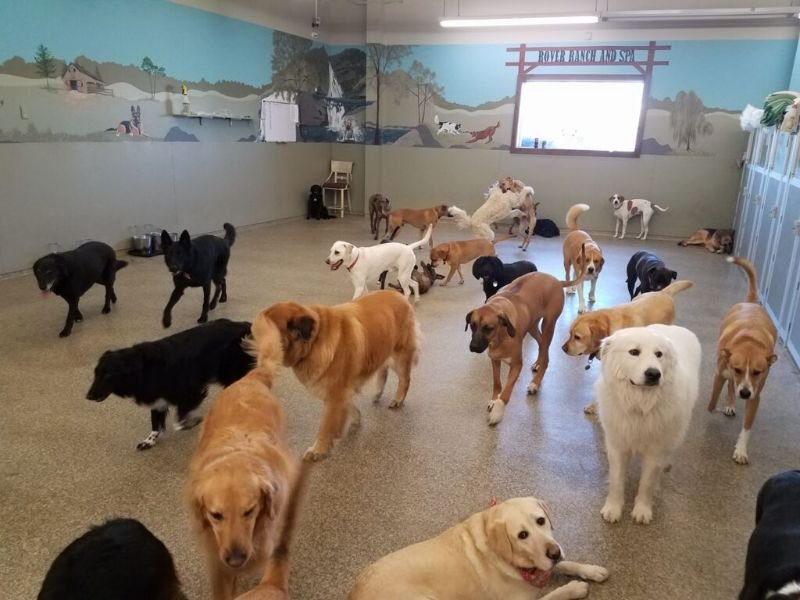 How Dog Daycare Can Reduce Separation Anxiety