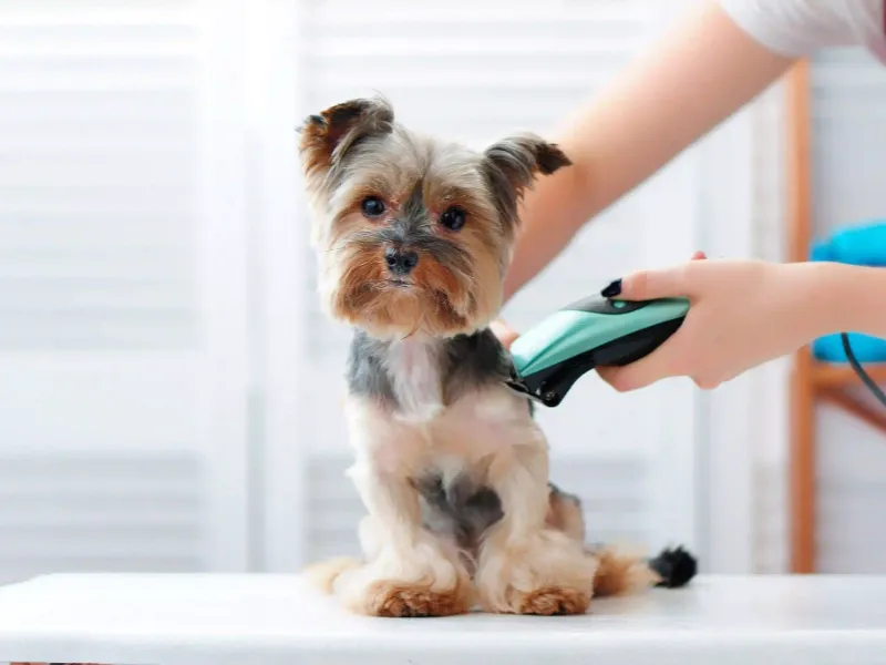How Grooming Can Improve Your Dog’s Behavior
