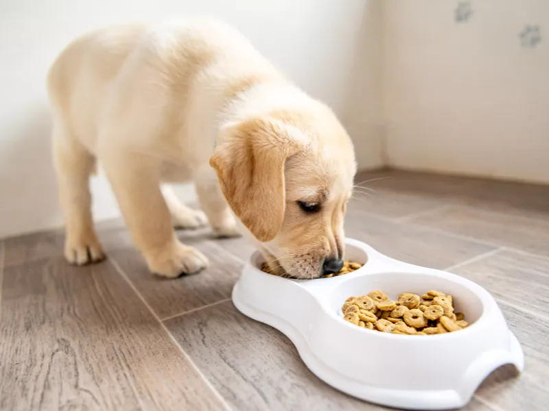 What Your Dog Eats During Boarding – Nutrition Matters