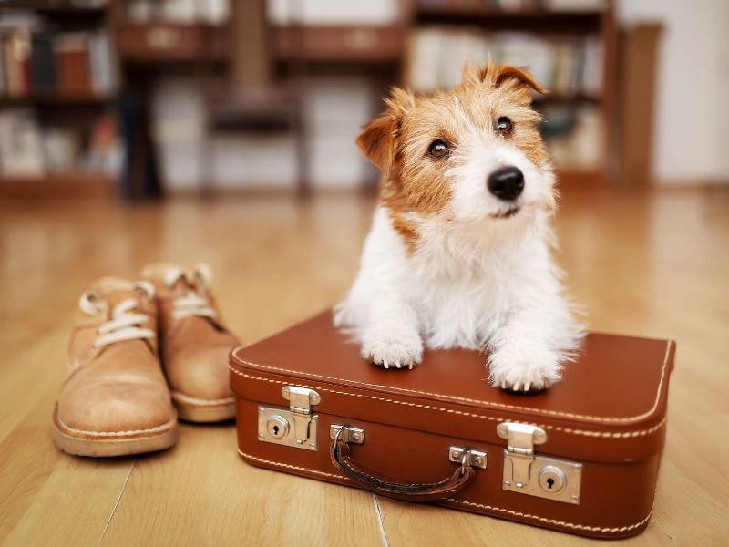 Why Our Boarding Guests Keep Coming Back